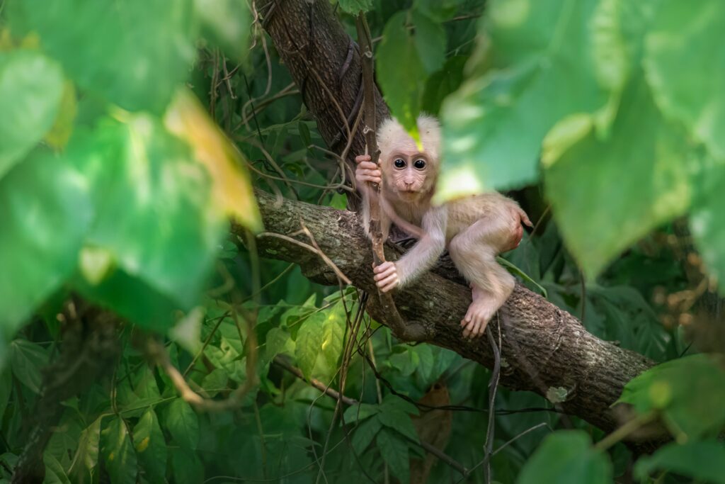 Albino-Monkey.net Travel Archives pics